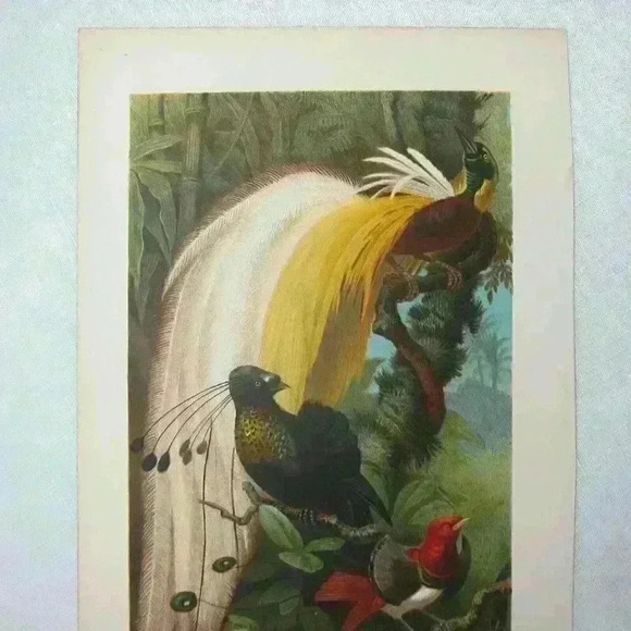 Bird Art Print Lithograph Birds-Of-Paradise Green Yellow White Antique 1882 RARE - Picture 2 of 12